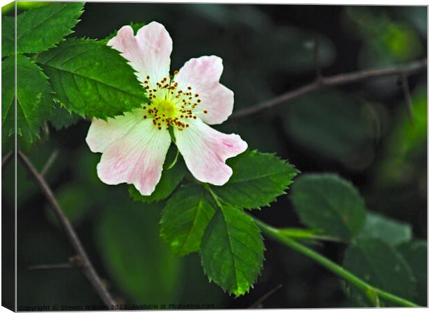 Rosa Canina Canvas Print by Steven Watson