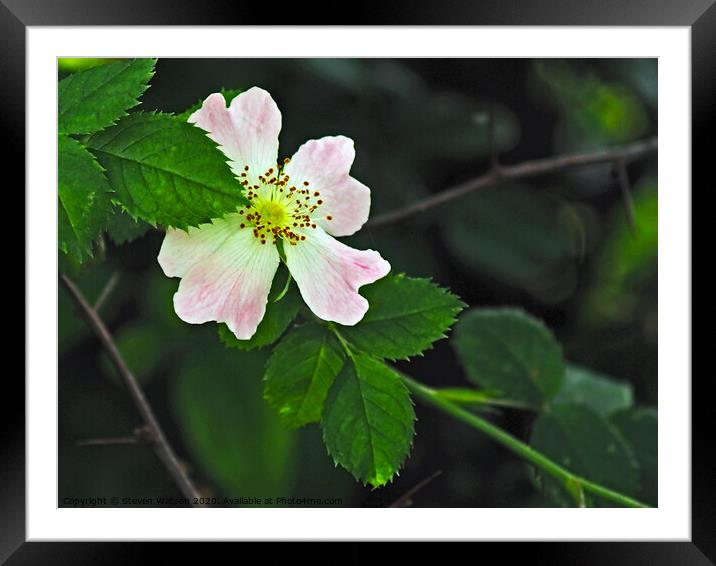 Rosa Canina Framed Mounted Print by Steven Watson