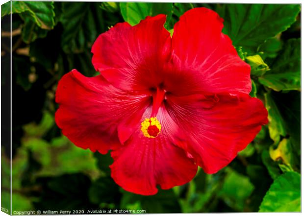 Red Painted Lady Tropical Hibiscus Flower Easter Island Chile Canvas Print by William Perry