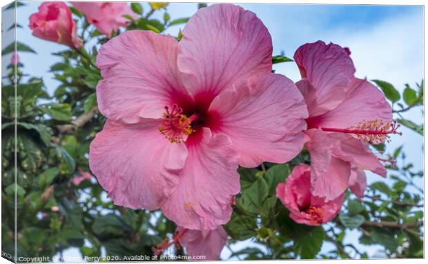 Seminole Pink Tropical Hibiscus Flowers Easter Island Chile Canvas Print by William Perry