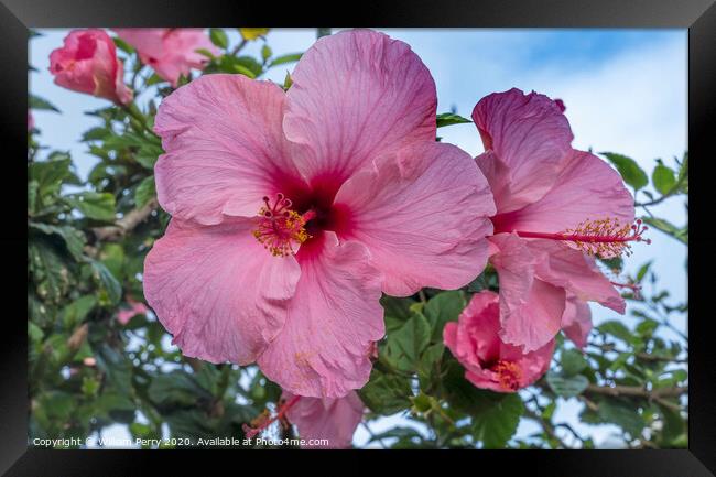 Seminole Pink Tropical Hibiscus Flowers Easter Island Chile Framed Print by William Perry