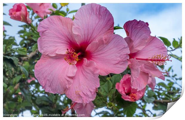 Seminole Pink Tropical Hibiscus Flowers Easter Island Chile Print by William Perry
