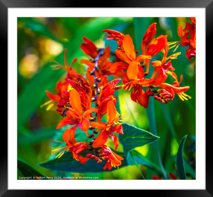 Red Orange Montbretia Crocosmia Blooming Macro Framed Mounted Print by William Perry