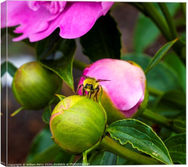 Yellow Bumble Bee Pink Peony Bud Canvas Print by William Perry