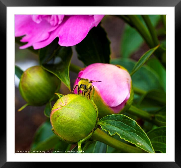 Yellow Bumble Bee Pink Peony Bud Framed Mounted Print by William Perry