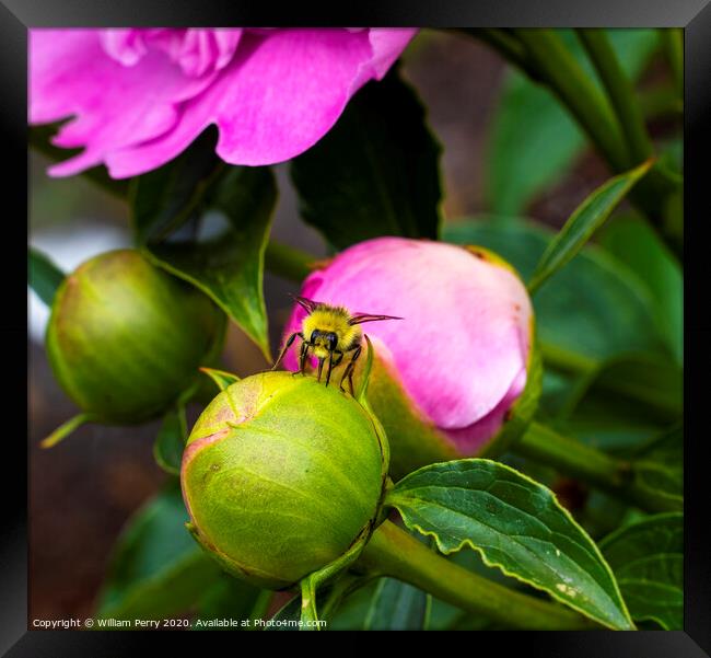 Yellow Bumble Bee Pink Peony Bud Framed Print by William Perry