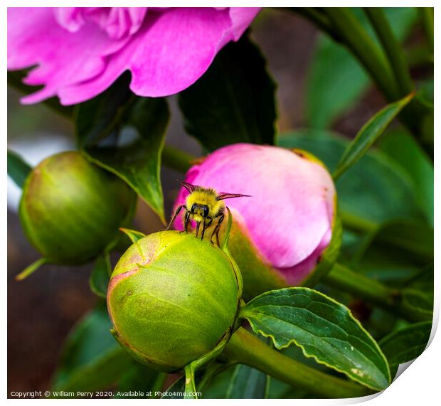 Yellow Bumble Bee Pink Peony Bud Print by William Perry