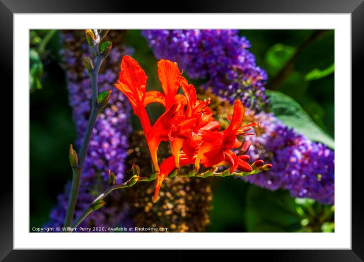 Red Orange Montbretia Crocosmia Blooming Macro Framed Mounted Print by William Perry