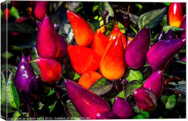 Colorful Orange Purple Peppers Macro Canvas Print by William Perry
