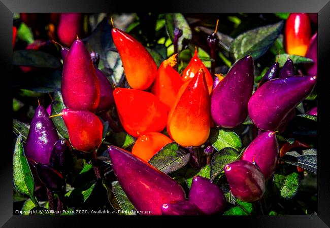 Colorful Orange Purple Peppers Macro Framed Print by William Perry