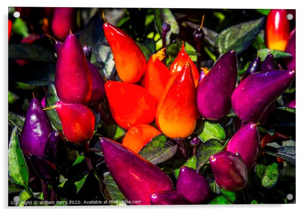 Colorful Orange Purple Peppers Macro Acrylic by William Perry