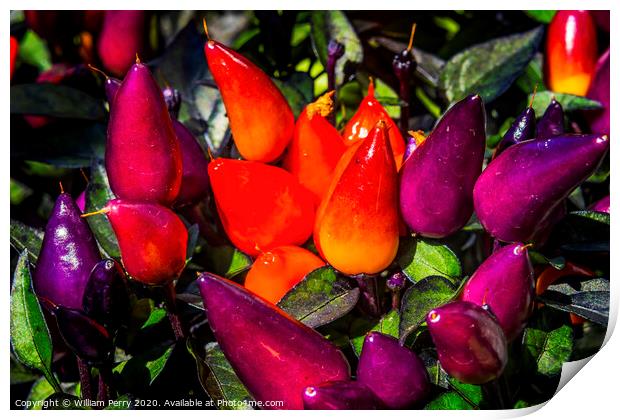 Colorful Orange Purple Peppers Macro Print by William Perry