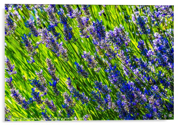Purple Lavendar Blossoms Blooming Macro Washington  Acrylic by William Perry