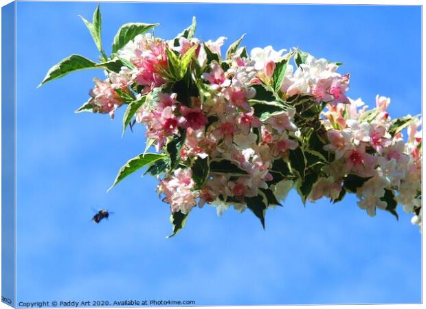 Like a Bee to Weigela Canvas Print by Paddy Art