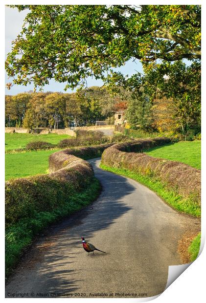 Country Pheasant Hemingfield Print by Alison Chambers