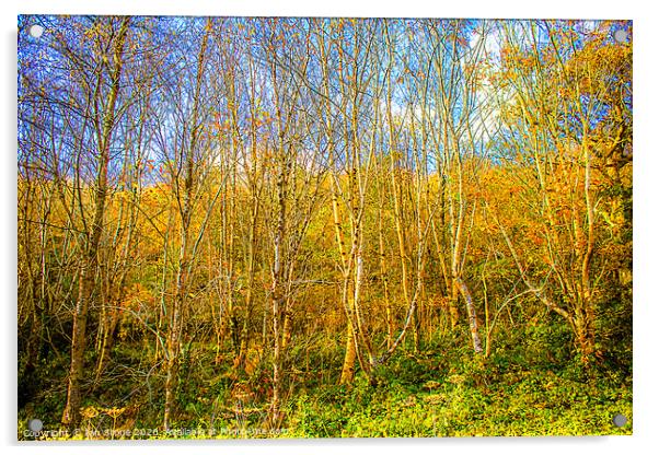 Autumn trees Acrylic by Ian Stone