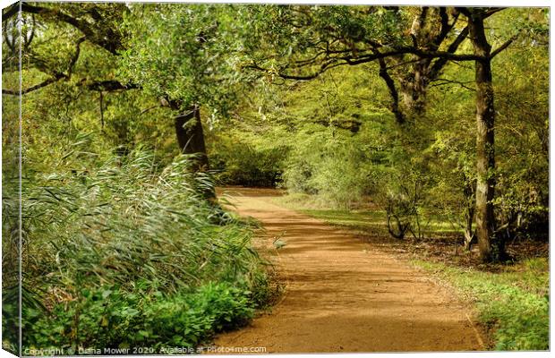 Epping Forest Walk Canvas Print by Diana Mower