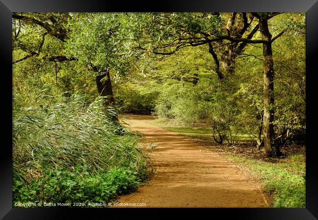 Epping Forest Walk Framed Print by Diana Mower