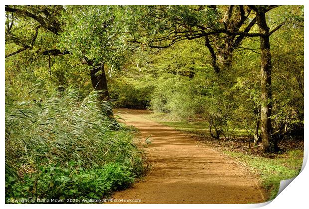 Epping Forest Walk Print by Diana Mower