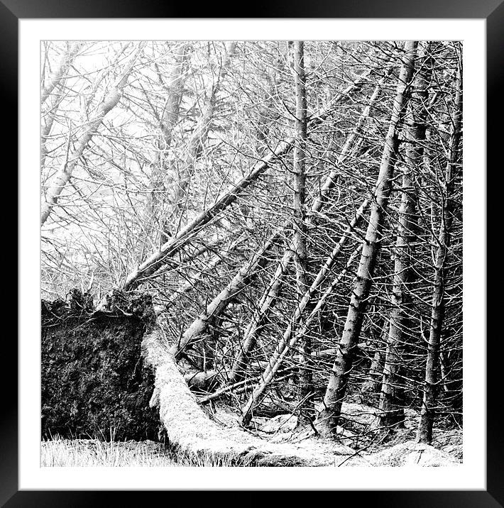 Storm Exposed Tree Roots Framed Mounted Print by Tim O'Brien