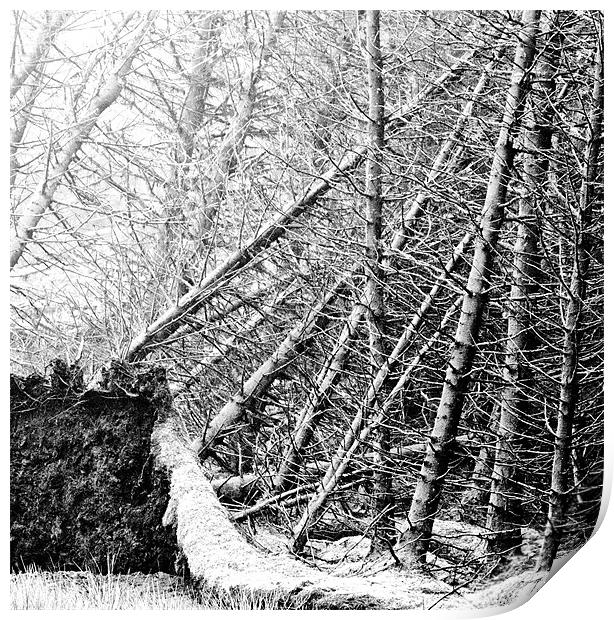 Storm Exposed Tree Roots Print by Tim O'Brien