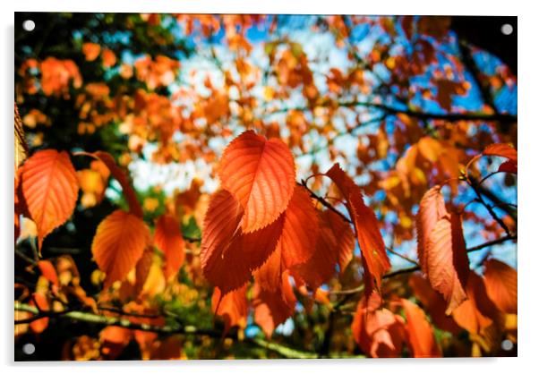 Autumn Leaves Acrylic by david harding