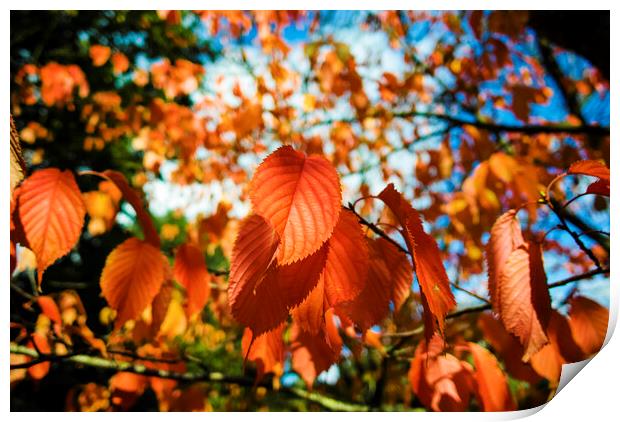 Autumn Leaves Print by david harding