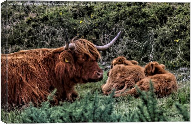 Dartmoor Highland Long Horned Cattle Canvas Print by Avril Harris