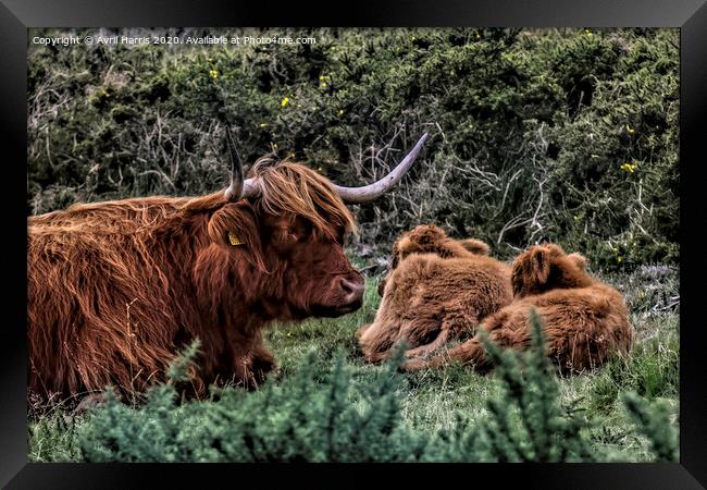 Dartmoor Highland Long Horned Cattle Framed Print by Avril Harris