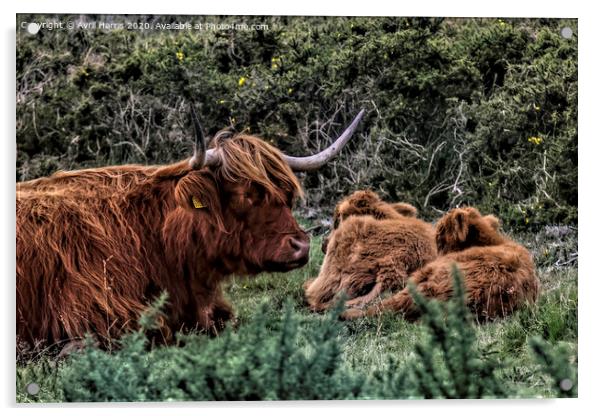 Dartmoor Highland Long Horned Cattle Acrylic by Avril Harris