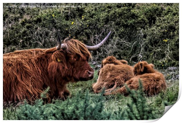Dartmoor Highland Long Horned Cattle Print by Avril Harris