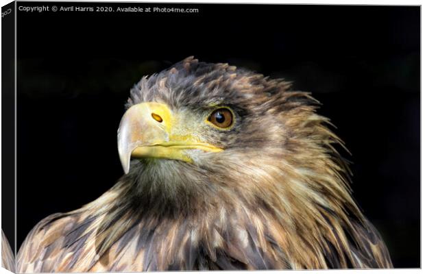 Tawny Eagle Canvas Print by Avril Harris