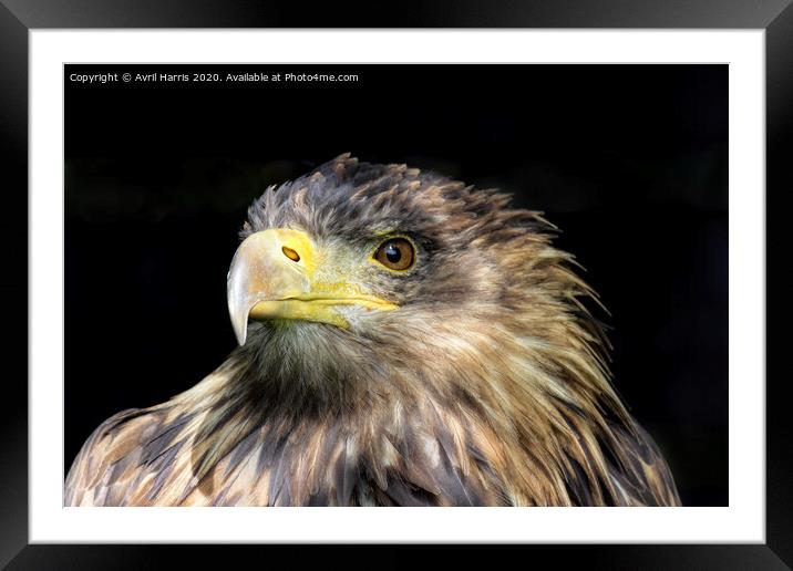 Tawny Eagle Framed Mounted Print by Avril Harris