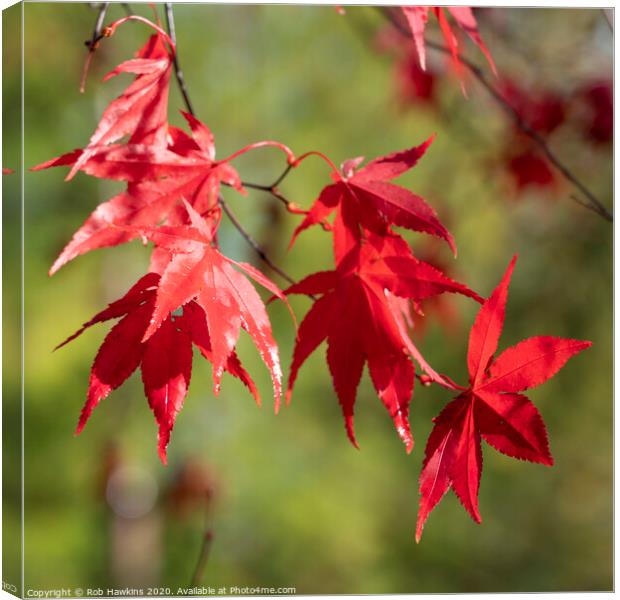 Red Acer Leaves Canvas Print by Rob Hawkins