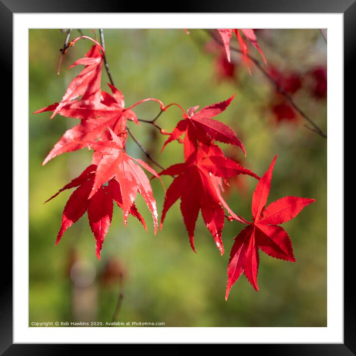 Red Acer Leaves Framed Mounted Print by Rob Hawkins
