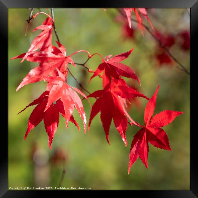 Red Acer Leaves Framed Print by Rob Hawkins