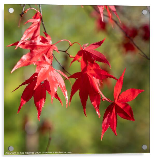 Red Acer Leaves Acrylic by Rob Hawkins