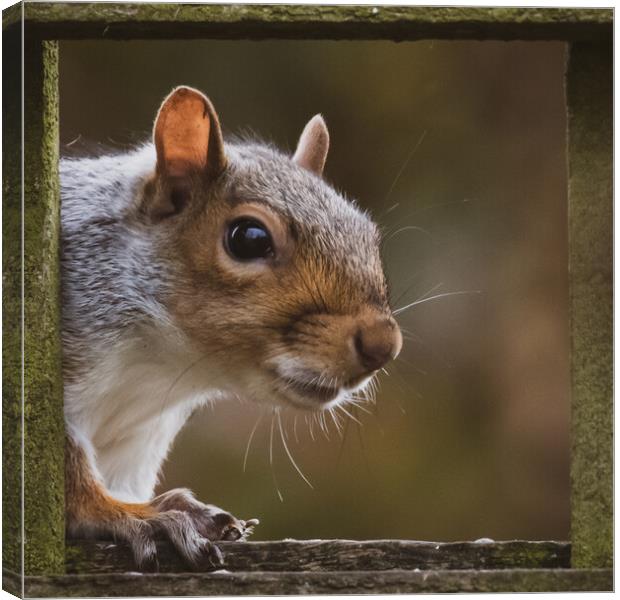 Vibrant Red Squirrel on a Winter Day Canvas Print by Duncan Loraine