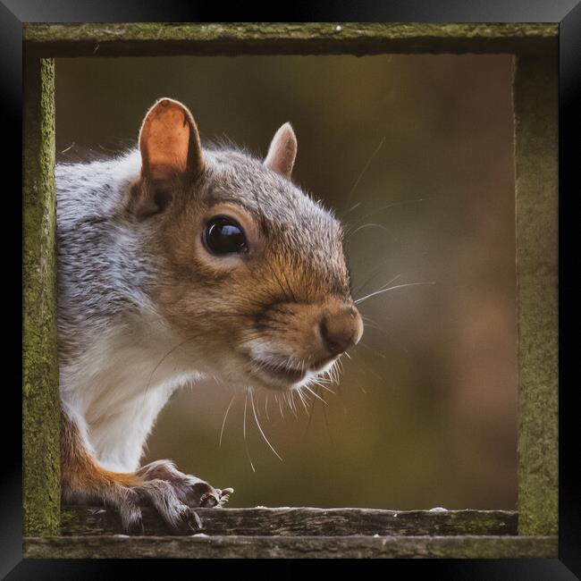 Vibrant Red Squirrel on a Winter Day Framed Print by Duncan Loraine