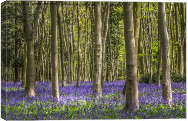 Hertfordshire Bluebell wood Canvas Print by Jo Sowden