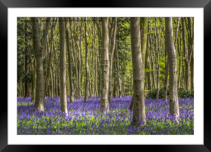 Hertfordshire Bluebell wood Framed Mounted Print by Jo Sowden