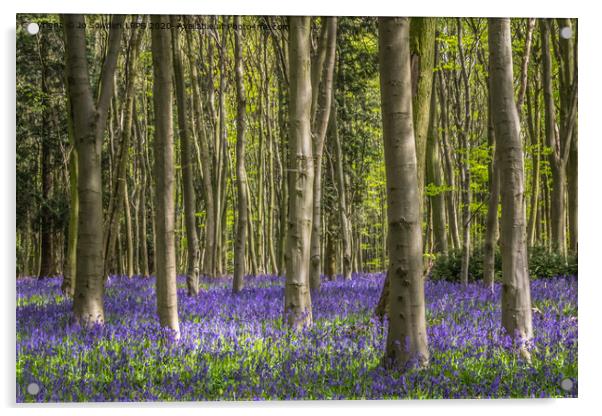 Hertfordshire Bluebell wood Acrylic by Jo Sowden