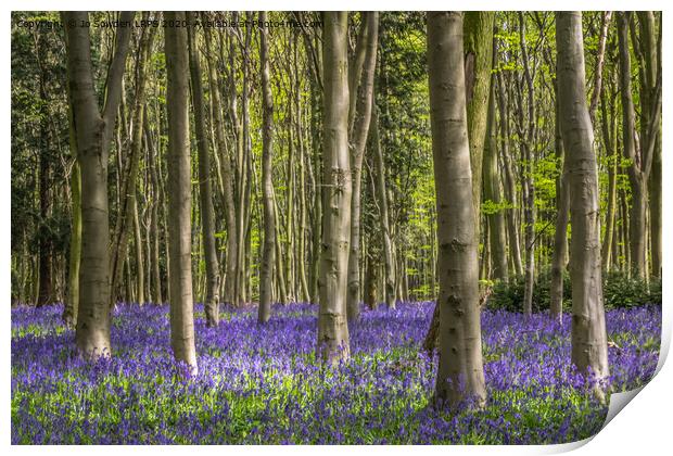 Hertfordshire Bluebell wood Print by Jo Sowden