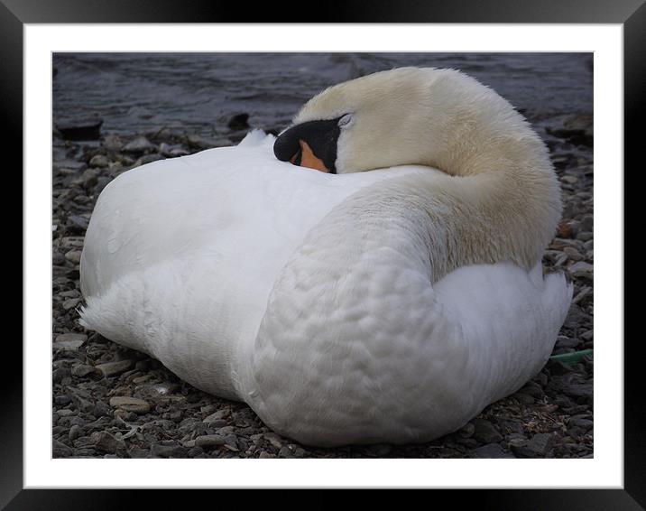 Sleeping Swan Framed Mounted Print by emma thomas