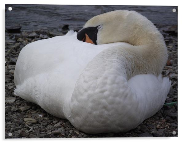 Sleeping Swan Acrylic by emma thomas