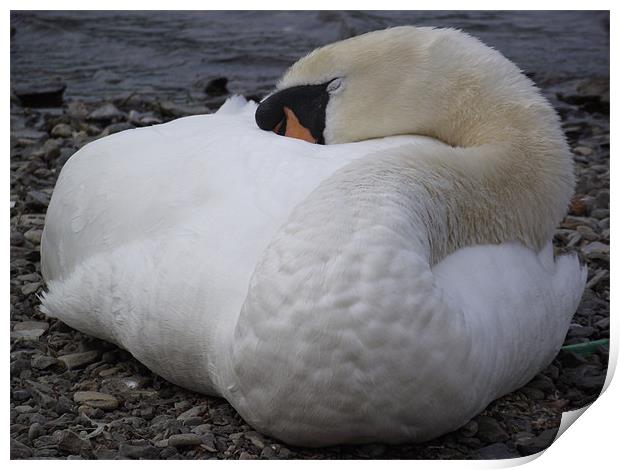 Sleeping Swan Print by emma thomas