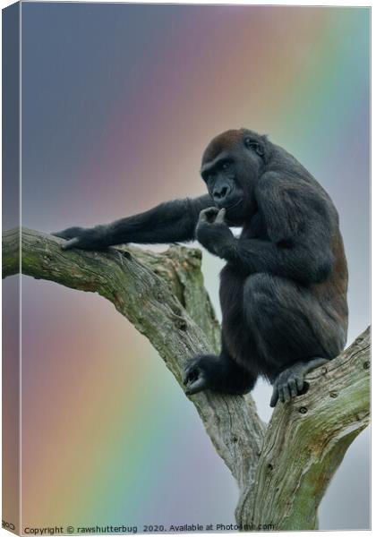 Gorilla Lope Under The Rainbow Canvas Print by rawshutterbug 
