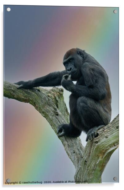 Gorilla Lope Under The Rainbow Acrylic by rawshutterbug 