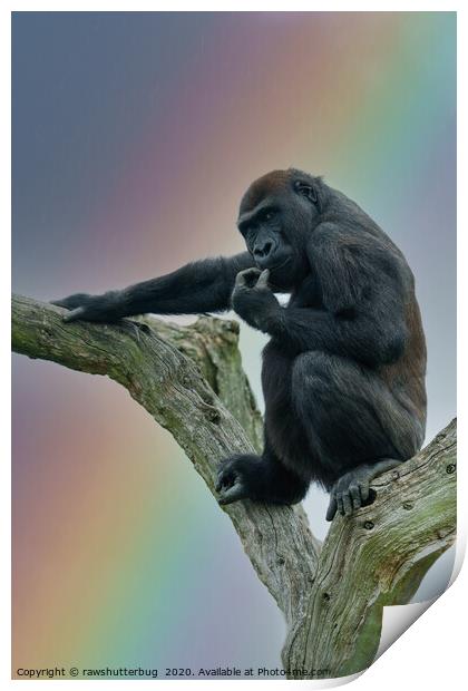 Gorilla Lope Under The Rainbow Print by rawshutterbug 