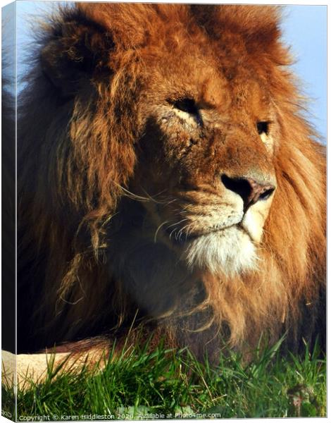 A lion looking at the camera Canvas Print by Karen Hiddleston